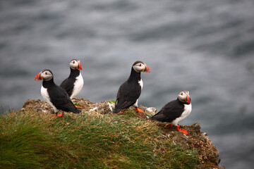 Papageitaucher / Atlantic puffin / Fratercula arctica
