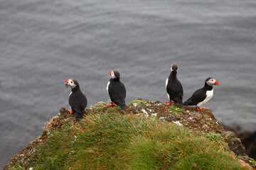 Papageitaucher / Atlantic puffin / Fratercula arctica..