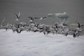 Küstenseeschwalbe / Arctic tern / Sterna paradisaea.