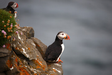 Papageitaucher / Atlantic puffin / Fratercula arctica