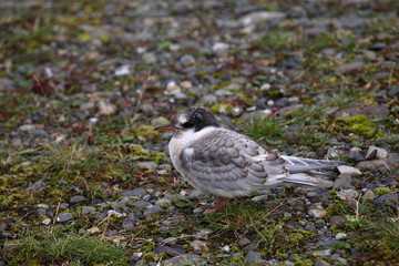 Küstenseeschwalbe / Arctic tern / Sterna paradisaea.