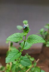 dragonfly on a leaf