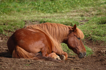 Islandpferd / Icelandic horse / Equus ferus caballus