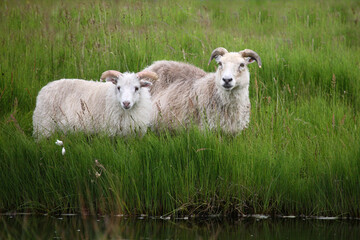 Fototapeta premium Schaf / Sheep / Ovis..