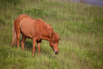 Islandpferd / Icelandic horse / Equus ferus caballus