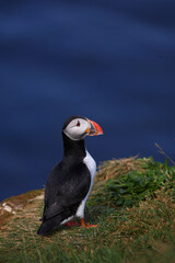 Papageitaucher / Atlantic puffin / Fratercula arctica