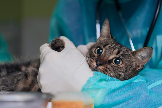 Female surgeon or doctor at the animal hospital preparing cute sick cat for surgery, putting drops in cat eyes to protect during treatment.