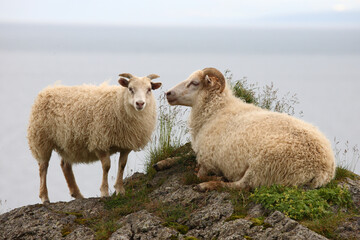 Obraz premium Schaf / Sheep / Ovis..