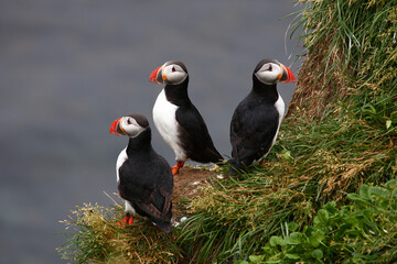 Papageitaucher / Atlantic puffin / Fratercula arctica