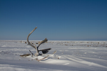 Caribou antlers found on the snowy tundra