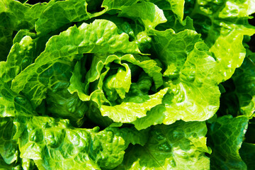 Fresh green lettuce for background