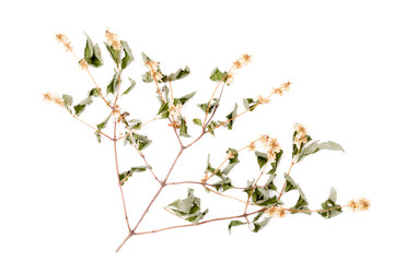 Twig of jasmine blossom isolated on white background. Dry leaves and blooming yellow flowers pattern 