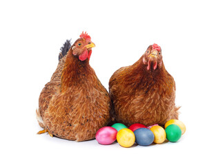 Two brown chickens with eggs.