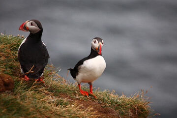 Papageitaucher / Atlantic puffin / Fratercula arctica