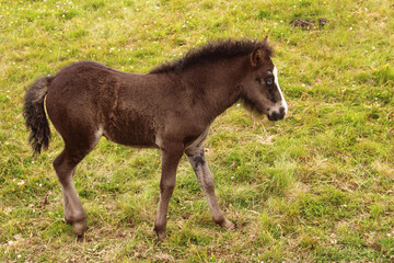 Islandpferd / Icelandic horse / Equus ferus caballus.