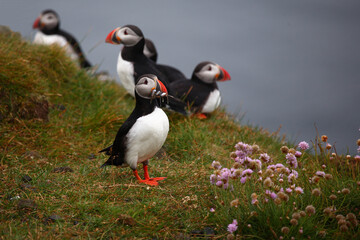 Papageitaucher / Atlantic puffin / Fratercula arctica..