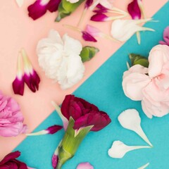Obraz na płótnie Canvas Color block floral flat lay with carnations and petals