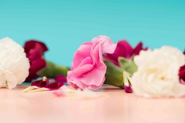 One in focus carnation with blurred flowers blue background