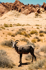 A horned Ram in the Valley of Fire, Nevada