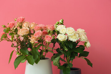 Vases with beautiful roses near pink wall, closeup