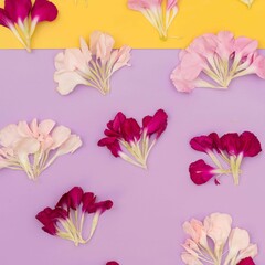 Color block floral flat lay with petals