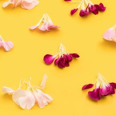 Bright yellow floral flat lay with carnation petals