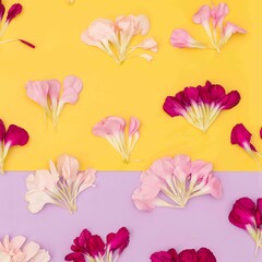 Yellow and lavender background with carnation petals in pattern
