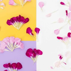 Purple yellow and white background with scattered flower petals