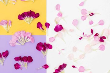 Obraz premium Scattered petals on purple yellow and white floral flat lay