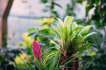 Obraz premium flower in the garden
