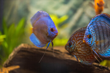 Beautiful view of colorful fish Discus of cichlid family in the aquarium. Sweden.