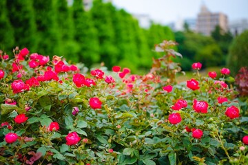 red and yellow flowers