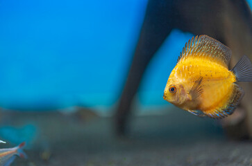 Close up view of gorgeous millennium gold discus aquarium fish isolated on blue background. Hobby...