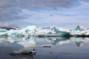 Obraz premium Island - Jökulsárlón - Gletscherflusslagune / Iceland - Jökulsárlón - Galcier river lagoon /