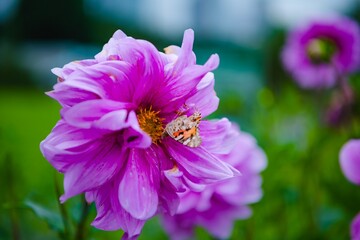 bee on flower