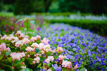 Fototapeta premium field of flowers