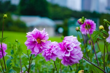 Fototapeta premium flowers in the garden