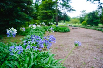 spring in the park