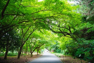 road in the forest