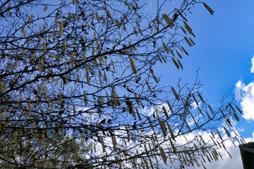 Close up of a group of catkins against the backdrop of a blue sky
