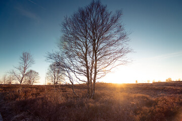 Fototapeta premium hohes Venn Hochmoor, Eifel, Belgien