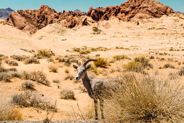 A horned Ram in the Valley of Fire, Nevada