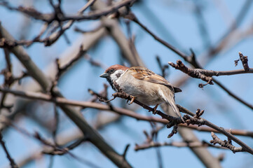 Tree Sparrow (Passer montanus) in park