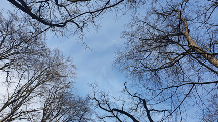Frame from bare branches of trees