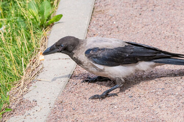 Hooded Crow (Corvus cornix) fledgeling in park