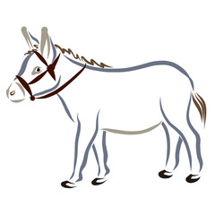 young donkey with bridle, walking on white background