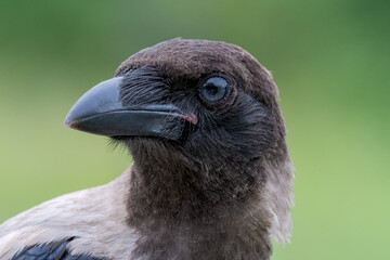 Hooded Crow (Corvus cornix) fledgeling in park