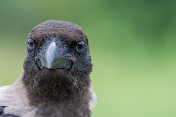 Hooded Crow (Corvus cornix) fledgeling in park