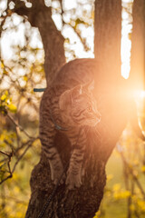 outdoor Kitten Katze getiegert britisch kurz haar