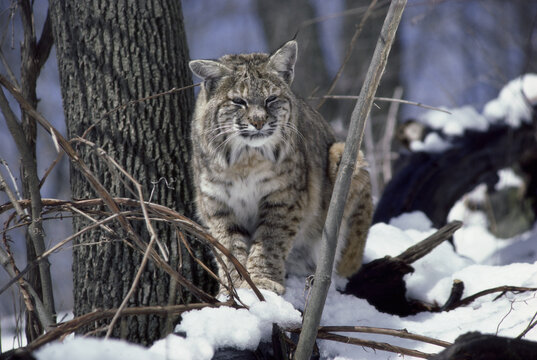 Bobcat